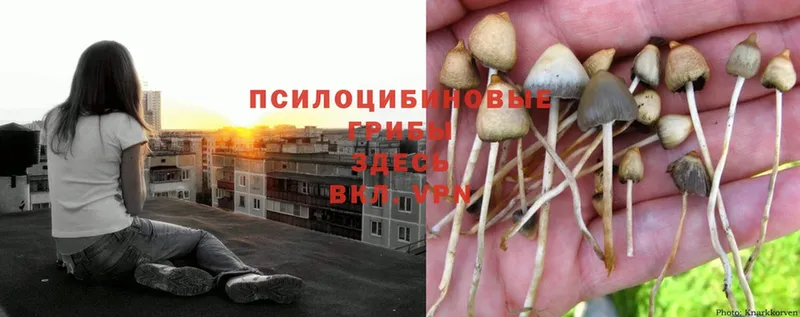 как найти наркотики  Вичуга  Галлюциногенные грибы Psilocybine cubensis 